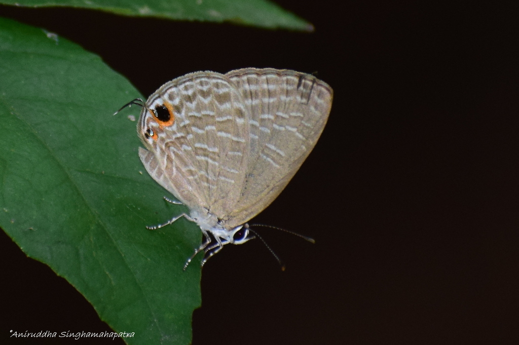 Dark Cerulean