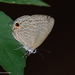 Dark Cerulean - Photo (c) Aniruddha Singhamahapatra, some rights reserved (CC BY-NC), uploaded by Aniruddha Singhamahapatra