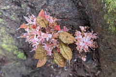 Cynometra cauliflora, photograph (c) Kristof Zyskowski, some rights reserved (CC BY)