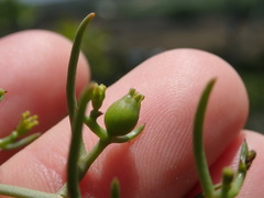 Thesium scandens
