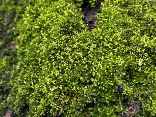 Image of Fabronia pusilla by (c) MichellePrice_CJBG, some rights reserved (CC BY)