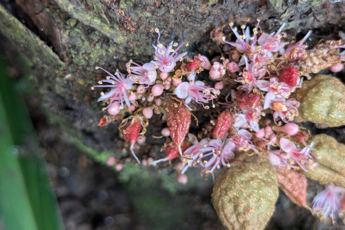 Cynometra cauliflora, photograph 5