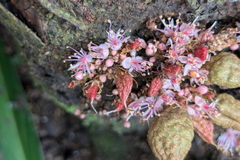 Cynometra cauliflora, photograph (c) Kristof Zyskowski, some rights reserved (CC BY)