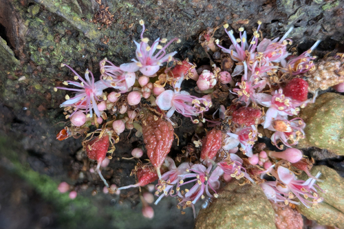 Cynometra cauliflora, photograph 6