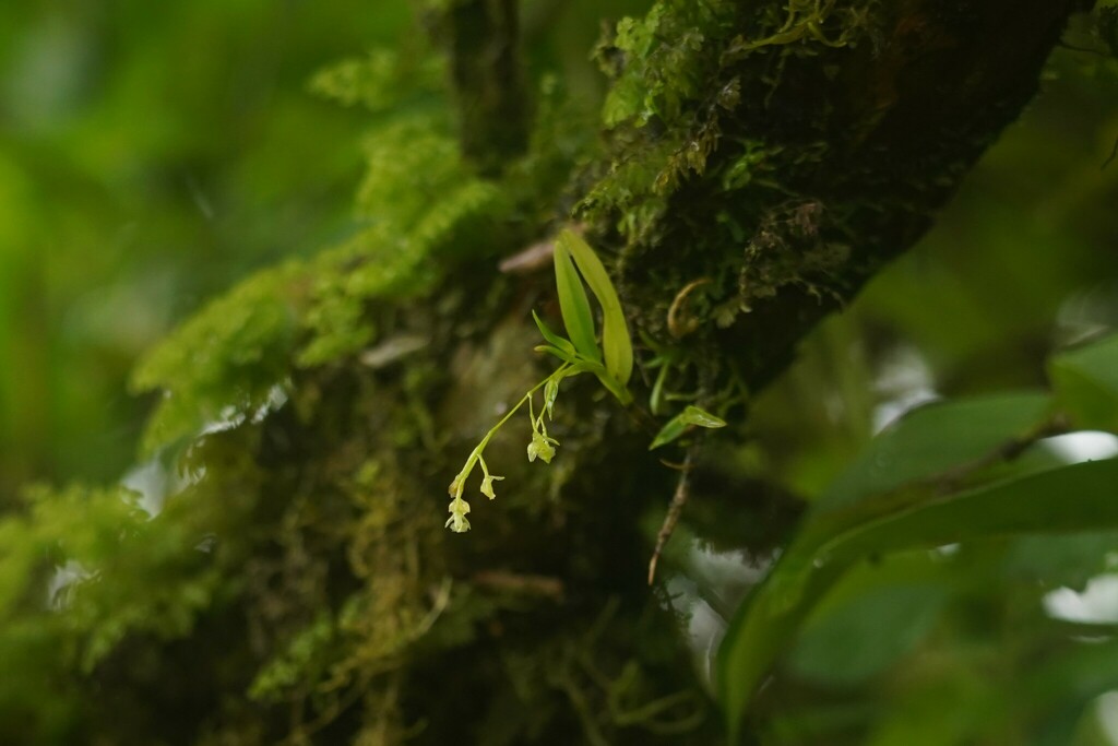 Epidendrum vincentinum Lindl. 3