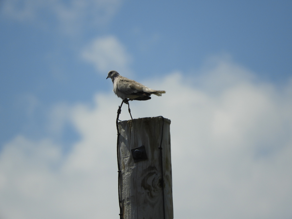 Eurasian CollaredDove from Lakin, Kansas, United States on July 04