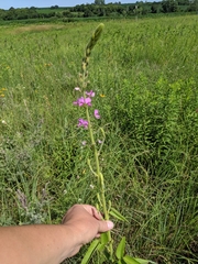 Desmodium illinoense