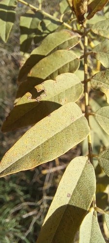 Image of Glycyrrhiza glabra by (c) Гущина Ангелина Викторовна, some rights reserved (CC BY)