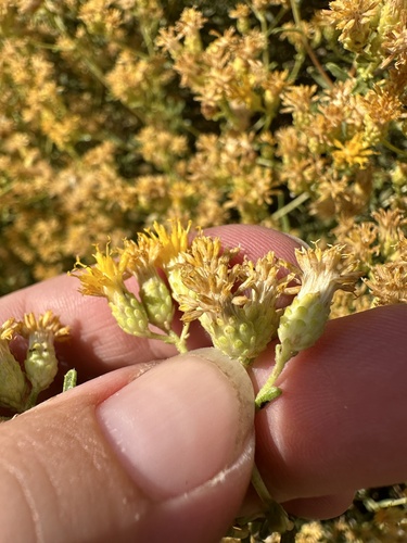 Image of Isocoma acradenia by (c) Melanie J. Davis, some rights reserved (CC BY)