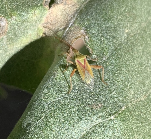 iNaturalist observation photo of Harmostes reflexulus