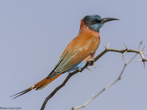 Northern Carmine Bee-eater