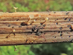 Crocicreas cyathoideum