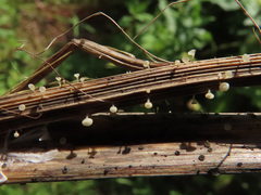Crocicreas cyathoideum