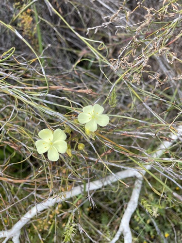 Drosera sulphurea (Drosera sulphurea)