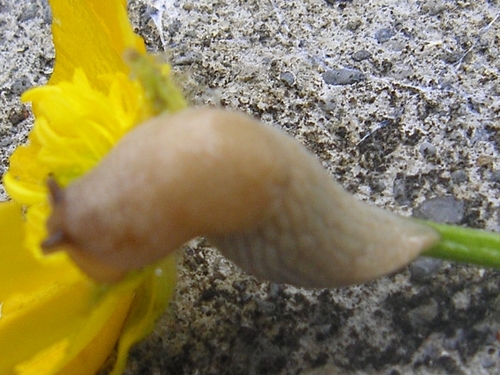 Deroceras invadens
