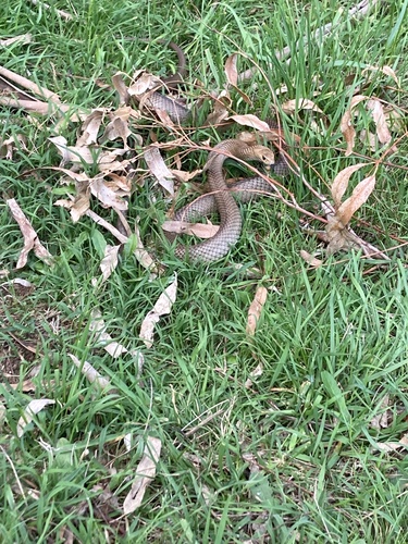 Eastern Brown Snake sighting
