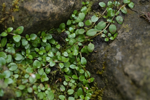 Image of Epilobium nerterioides by (c) Christopher Stephens, some rights reserved (CC BY-SA)