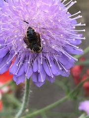 Megachile willughbiella