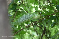 Chamaeleo zeylanicus