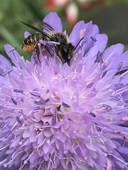 Megachile willughbiella