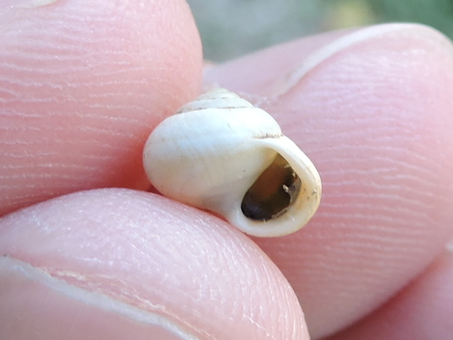 Globular Drop Snail