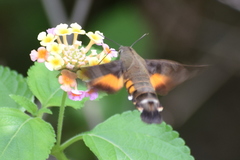 Macroglossum pyrrhosticta