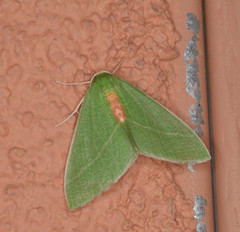 Chlorosea roseitacta