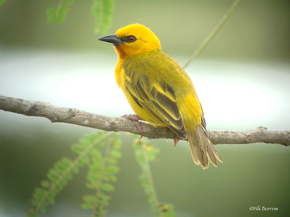 Orange Weaver