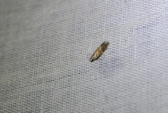 Battaristis vittella