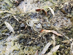 Thamnophis cyrtopsis cyrtopsis