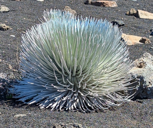 Image of Argyroxiphium sandwicense by no rights reserved