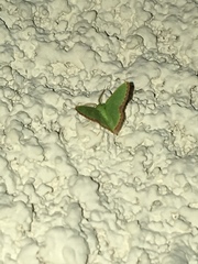 Eucrostes indigenata