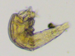 Macrotrachela plicata
