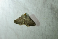 Macaria transitaria