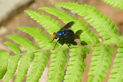 Silbomyia cyanea