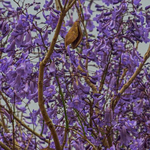 Foto de Caroba-roxa