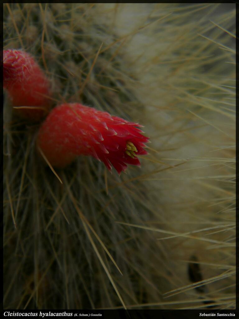 Cleistocactus hyalacanthus