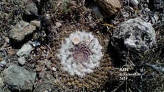 Mammillaria pseudocrucigera