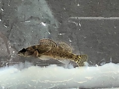 Etheostoma etowahae