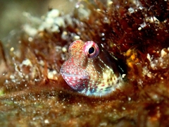 Aden Blenny photo 1