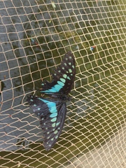 Graphium