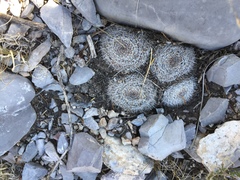 Mammillaria chionocephala