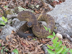 Crotalus molossus