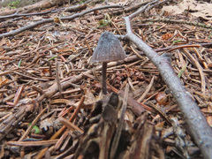 Mycena alcalina