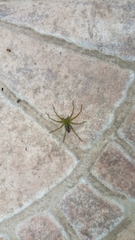 Micrommata