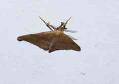 Phalaenostola metonalis