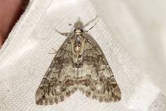 Hydriomena transfigurata