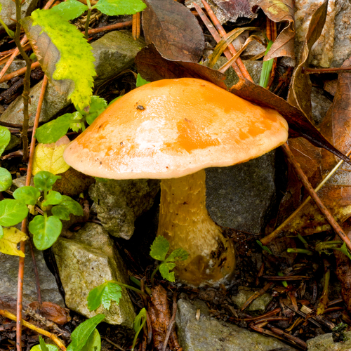 Hebeloma laterinum — (c) Matej Frančeškin, some rights reserved (CC BY)