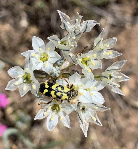 iNaturalist observation photo of Ornate Checkered Beetle