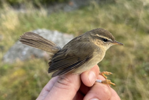 Dusky Warbler (Phylloscopus fuscatus), photo 10
